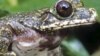 Reptiles, Amphibians in US Succumbing to Deadly Ranavirus