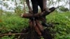 FILE - A farmer pulls out cassava during a harvest.