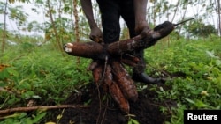 FILE - A farmer pulls out cassava during a harvest.