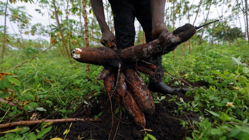 From VOA Creole: Haitian cassava added to UNESCO’s Intangible Cultural Heritage List