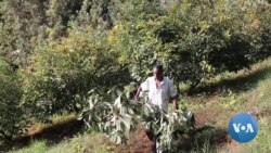 Kenya's Avocado Farmers Scaling Up Production, Eyeing Chinese Market