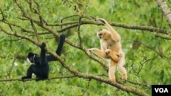 Siamang berpipi putih ini merupakan salah satu jenis primata langka yang terdapat di Taman Margasatwa Pu Mat di Propinsi Nghe An, Vietnam