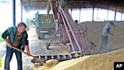 俄罗斯农民在收获粮食 （资料照片）