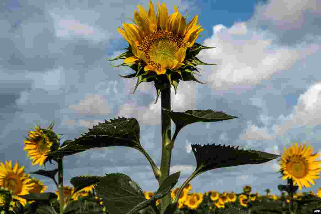 Blooming sunflowers are seen in a field in Esnandes, western France.