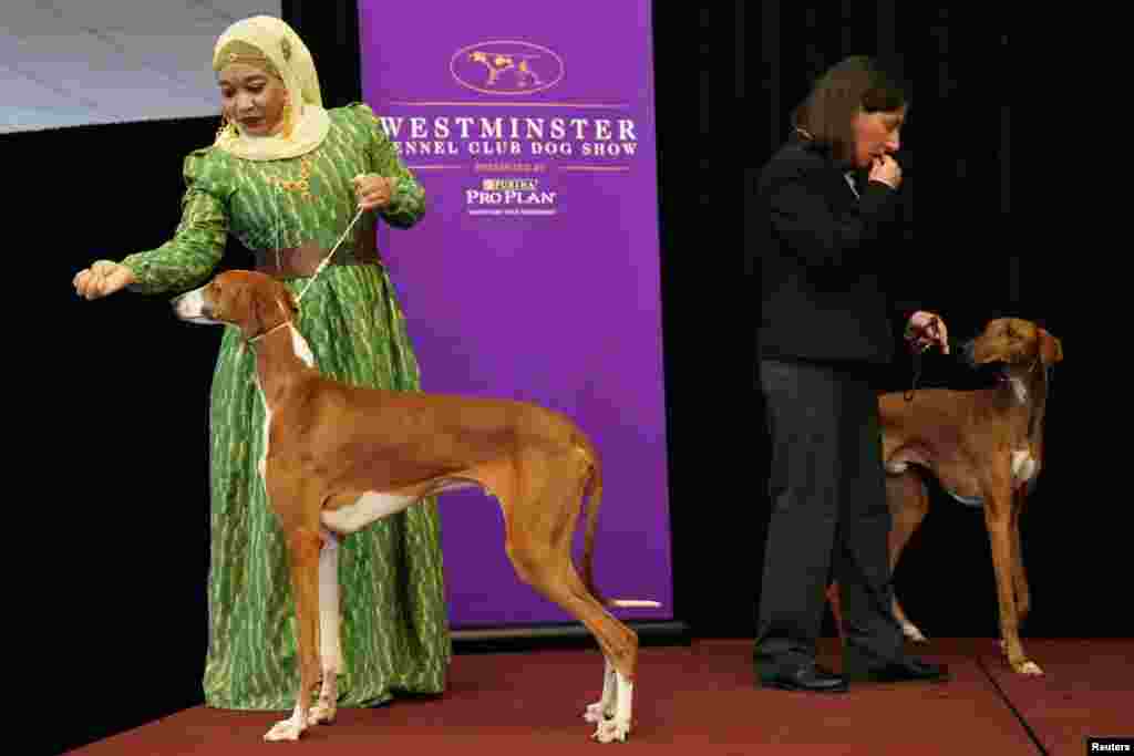 'ایزاواک' نسل کے کتوں کی جوڑی شو میں بہت سے افراد کی دلچسپی کا سبب تھی۔ جسے پہلی مرتبہ شو میں مقابلے کی اجازت ملی۔