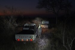 A ranger stands next to a vehicle during the annual census at the Balule Nature Reserve, in northern Limpopo, on Aug. 31, 2021.