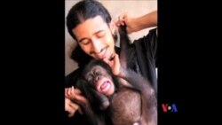 热爱非洲野生动物的以色列人