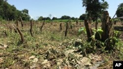 FILE - A field that was once a densely populated forest lays bare near Rajaf, outside Juba, in South Sudan, as the world's youngest nation goes into its fourth year of civil war.