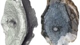 A computed tomography image and cross-section shows the internal bone structure of vertebrae from the earliest-known Ichthyosaur. (Oyvind Hammer and Jorn Hurum/Handout via REUTERS)