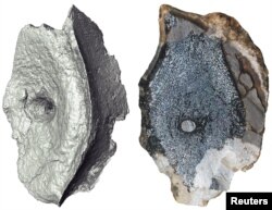 تصویر توموگرافی یا برش‌نگاری ریز کامپیوتری و مقطع، ساختار استخوان داخلی مهره‌ها را از اولین ایکتیوسور شناخته شده را نشان می‌دهد.