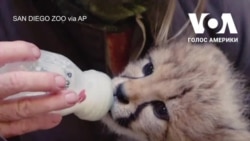 В зоопарку Сан-Дієго доглядачі піклуються про маленького гепарда, якому 7 тижнів. Відео