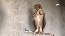 د لښکرګاه ښار ژوبڼ