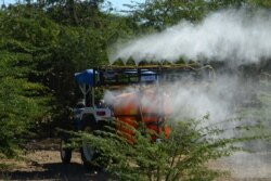 FILE - Insecticides are sprayed from a tractor to kill locusts in trees near Miyal village in Banaskantha district some 250km from Ahmedabad, India, Dec. 27, 2019.