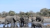 FILE - Elephants drink water in one of the channels of the Okavango Delta near the Nxaraga village in the outskirts of Maun, Botswana, Sept. 28, 2019. 