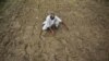 Ấn Độ gặp vụ khô hạn đầu tiên trong ba năm nay