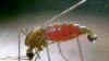 Malaria: New Partnership Aims to Stop Parasite in its Tracks