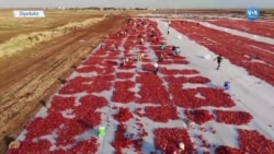 Diyarbakır’da Kuru Domates Tarım İşçilerinin Umudu Oldu