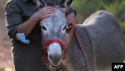 Here, Cristina Marino, healthcare worker and helper at The Happy Donkey association, walk with Magallanes at the "Enchanted Forest" in Hinojos, Spain. The donkeys help healthcare workers stressed from dealing with the coronavirus pandemic. (Photo: CRISTINA QUICLER / AFP)