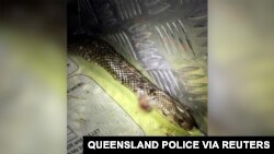 A still image taken from a video shows an eastern brown snake after an encounter with a driver, who was trying to fight it off while coiling around his leg when police pulled him over in Calliope, Queensland, Australia June 15, 2020.