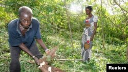 A farmer digs up cassavas in Yamoussoukro, Ivory Coast, June 2008 file photo. 