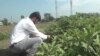 In India, Some Give Up City Jobs to Modernize Their Farms
