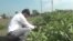 WATCH: In India, Some Give Up City Jobs to Modernize Their Farms