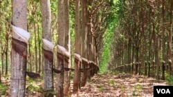 Rubber plantation in Pech Chreada district in Mondulkiri province, Cambodia, March 10th, 2015. (Photo: Nov Povleakhena/VOA Khmer).