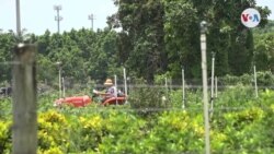 Campesinos en Florida se resisten a vacunarse contra el coronavirus