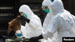 Un trabajador de la salud remueve un pollo muerto en un mercado de aves vivas en China.