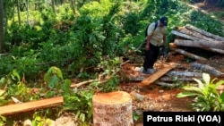 Kayu dari hutan lindung Sendiki di Malang selatan, yang sudah dipotong-potong dan siap diangkut menggunakan sepeda motor. (Foto: VOA/ Petrus Riski)