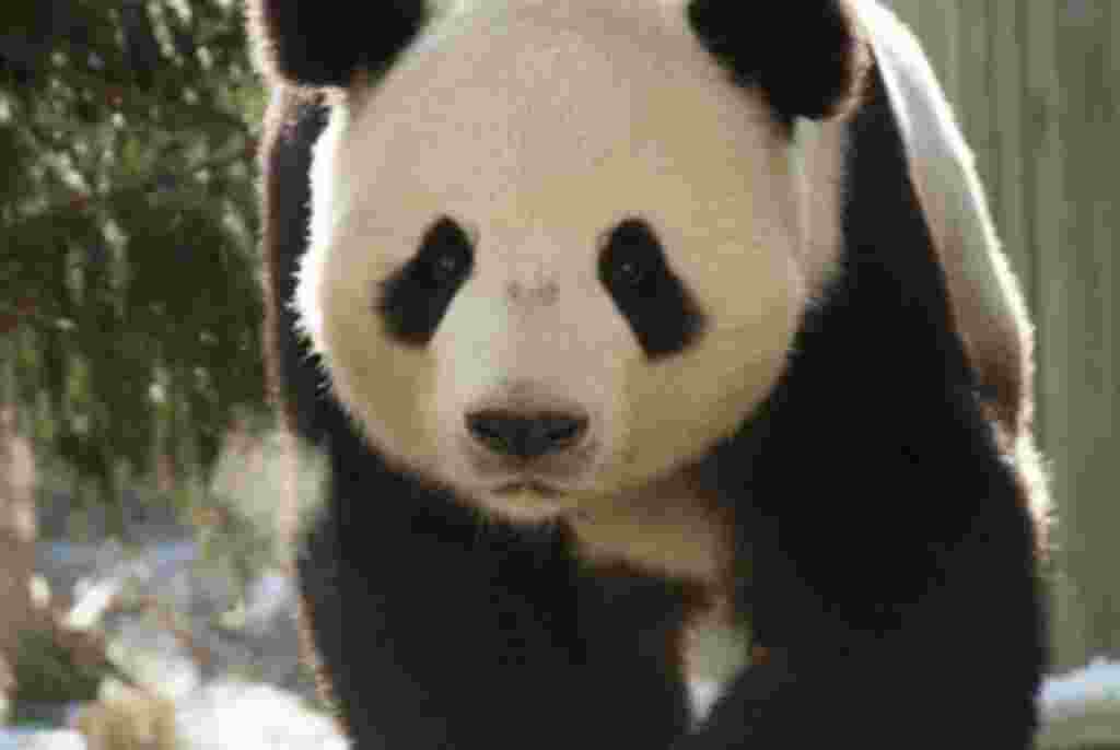 Los pandas gigantes tienen entre dos y tres metros de altura y pueden llegar a cuatro temer 1,8 metros de largo.