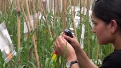 Gene Editing Creates Plants Resistant to Pathogens