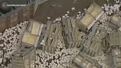 آسٹریلیا میں ہزاروں مرغیاں سٹرک پر بکھر گئیں