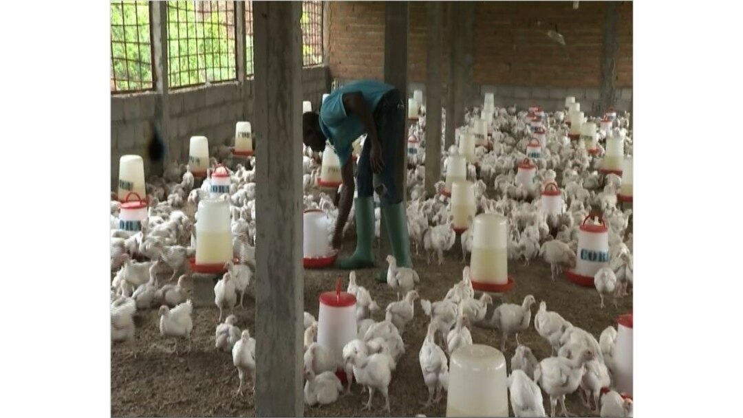 A man works on a poultry farm in Yaounde, May, 6, 2021. (Moki Edwin Kindzeka/VOA)