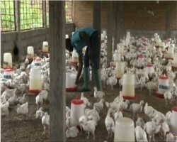 A man works on a poultry farm in Yaounde, May, 6, 2021. (Moki Edwin Kindzeka/VOA)