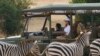 Ibu Negara AS, Melania Trump mengamati zebra saat bersafari di Taman Nasional Nairobi di Nairobi, Kenya, 5 Oktober 2018.