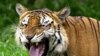 India Pertimbangkan Larangan Wisata Harimau