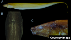 Various fews of the newly discovered Procerusternarchus pixuna electric fish are seen in this photo from the University of Massachusetts. 