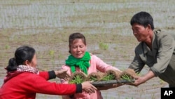 FILE - Farmers replant rice seedlings in a field in Chongsan-ri, North Korea, May 12, 2019. South Korea vowed, May 20, 2019, to move quickly on its plans to provide $8 million worth of humanitarian aid to North Korea.
