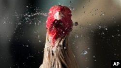 A fighting cock shakes off water from his head after his owner gave him a bath to cool him down during a hot morning in Quezon city, Philippines, April 2, 2024.