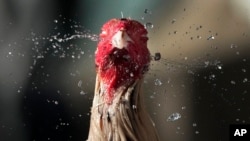 A fighting cock shakes off water from his head after his owner gave him a bath to cool him down during a hot morning in Quezon city, Philippines, April 2, 2024.