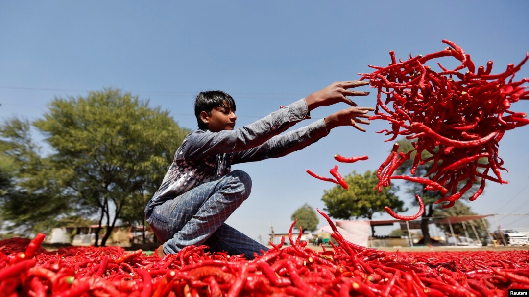 A boy spreads red chillies to dry at a farm on the outskirts of Ahmedabad, India, Feb. 10, 2017.