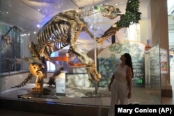 Paleontologist Thaís Pansani stands in front the reconstructed skeleton of a giant ground sloth at the Smithsonian National Museum of Natural History in Washington, on July 11, 2024. (AP Photo/Mary Conlon)