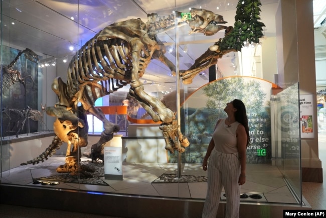 Paleontologist Thaís Pansani stands in front the reconstructed skeleton of a giant ground sloth at the Smithsonian National Museum of Natural History in Washington, on July 11, 2024. (AP Photo/Mary Conlon)