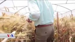 Hewlên Vejandina Çandinî li Sûrîyê