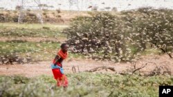 Dignitaries, Activists Gather in Kenya to Address Environmental Woes