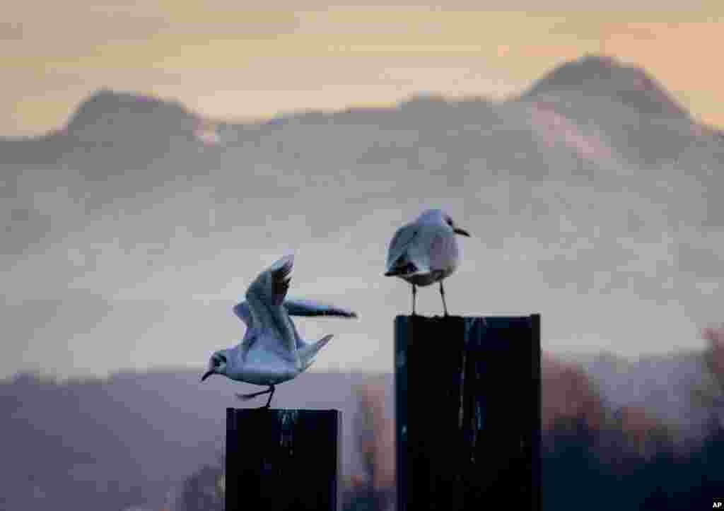 Two seagulls sit on poles, with the Swiss Saentis mountain in the backdrop, in the harbor of Constance, Germany.