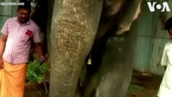 Ավելի քան 30 փղեր Հնդկաստանում ֆուտբոլ են խաղացել և նվագել