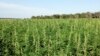 Will Feds Allow Native Americans to Cash In on Hemp?