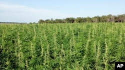 This July 2016 photo provided by the North Dakota Department of Agriculture shows industrial hemp growing in a field in North Dakota's Benson County. 